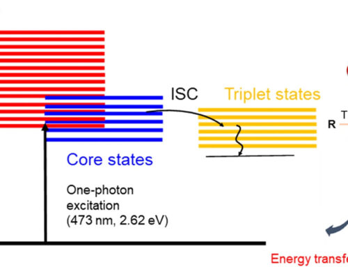Ligand impact on reactive oxygen species generation of Au10 and Au25 nanoclusters upon one- and two-photon excitation