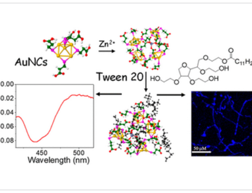 Excitation-Dependent Fluorescence with Excitation-Selective Circularly Polarized Luminescence from Hierarchically Organized Atomic Nanoclusters